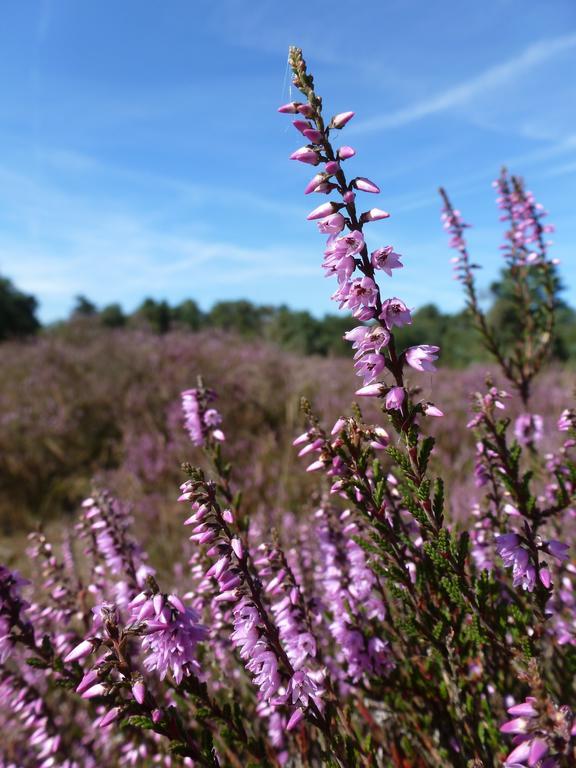 Natuurpoort Van Loon Loon op Zand Экстерьер фото